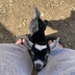 Meet your Posher, Carly